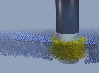 Stealthy Nanoprobe Slips Seamlessly into Cells Without a Trace of Damage