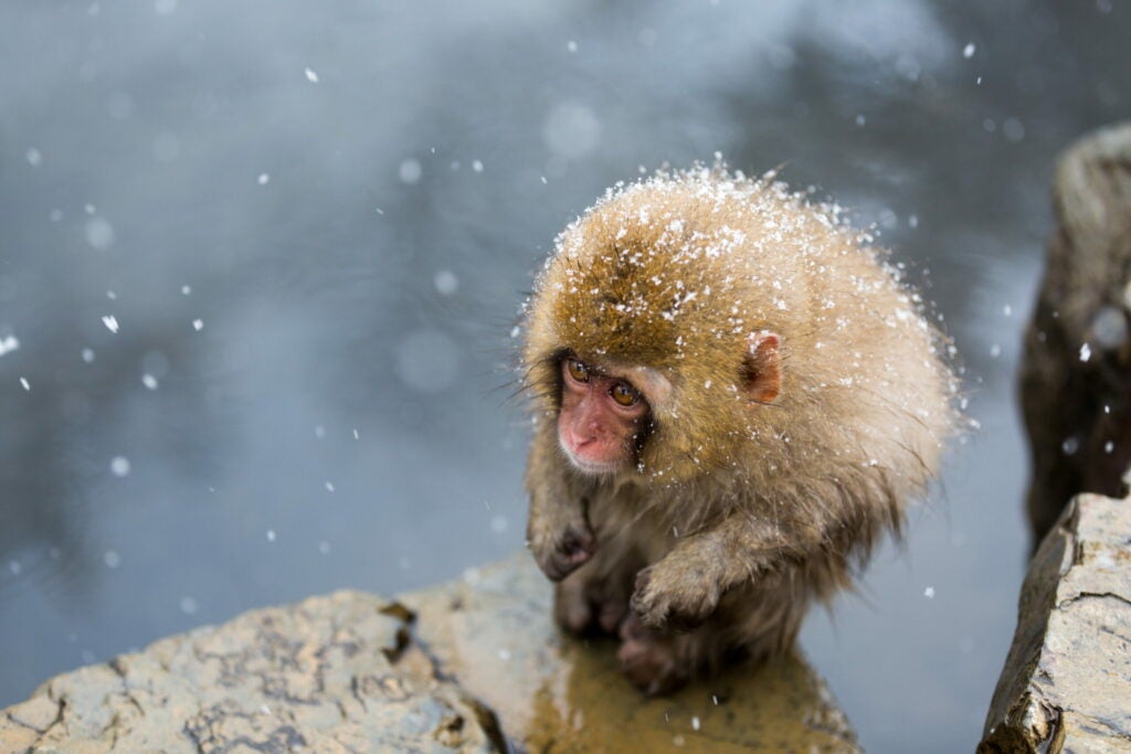 A Little Monkey on a Cliff