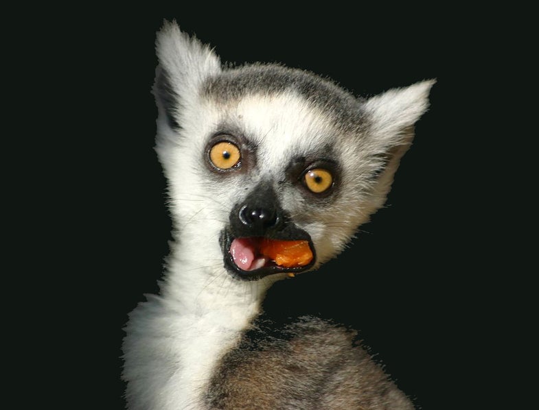 Adorable Lemur Babies Fare Better If They Go To Kindergarten