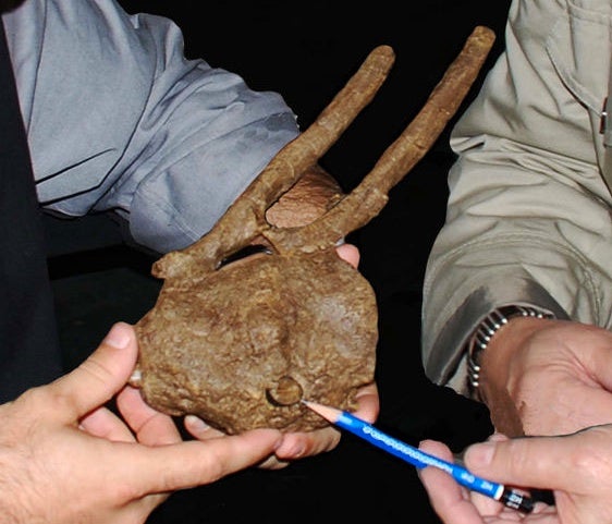 The hadrosaur vertebrae fossil, with a <em>T. rex</em> tooth crown embedded