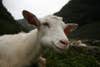 Wild goats and transgenic goats are indistinguishable. This is just a normal smiling goat.
