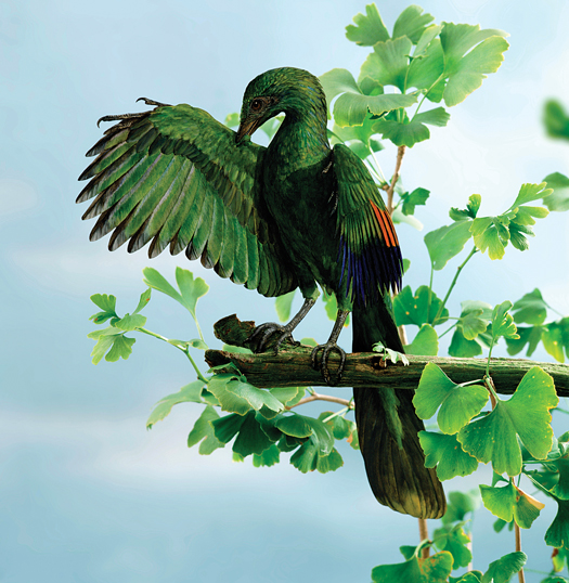 FYI: Did Prehistoric Birds Evolve Flight By Falling Out of Trees?