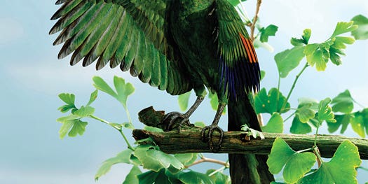 FYI: Did Prehistoric Birds Evolve Flight By Falling Out of Trees?