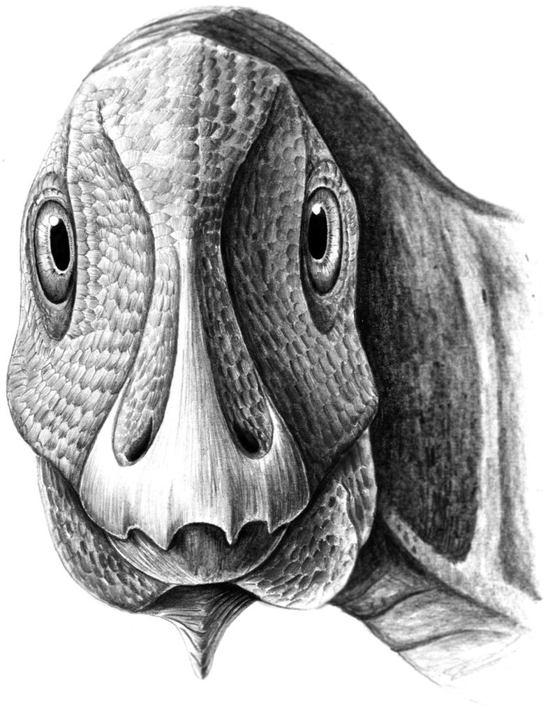 Hadrosaur, Duck-Billed Dinosaur, with a tumor