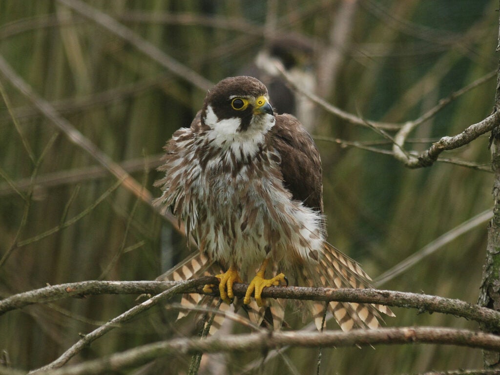 Eurasian Hobby Hawk