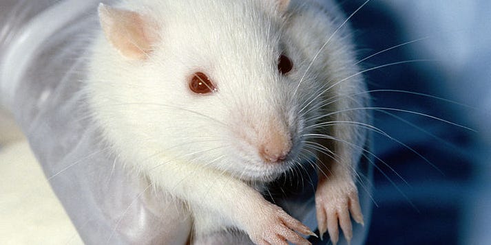 Electric Brain Stimulation Helps Rats With Spinal Cord Injuries Walk