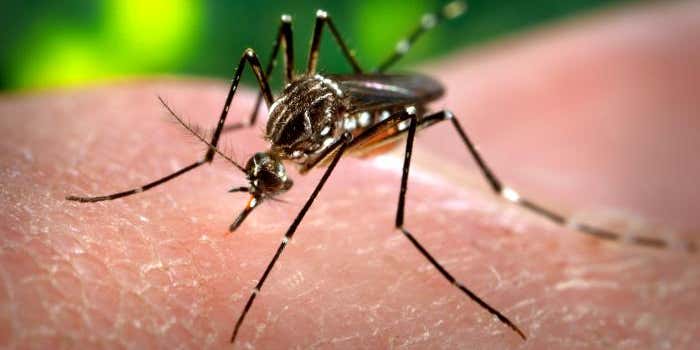 World Health Organization To Hold Emergency Meeting About Zika Virus