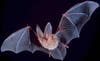 You wish you were "blind" like this bat