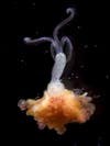 This horrifying worm is an <em>Osedax</em>, also called a zombie worm or bone-eating worm, for a pretty obvious reason: it lives inside the bones of dead sea creatures, like whales, eating and mating and doing all kinds of other gross worm things. It was only discovered in 2002. Read more <a href="http://newswatch.nationalgeographic.com/2013/03/26/zombie-worms-mate-inside-whale-bones/">here</a>.
