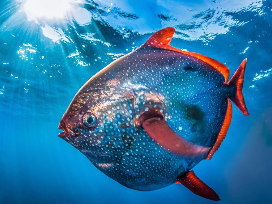 Off the coast of southern California, photographer <a href="http://www.ralphpace.com/Bio-New">Ralph Pace</a> captured the elusive opah, or moonfish, on camera. The fish are usually camera shy, but more have been popping up in the area for unknown reasons.