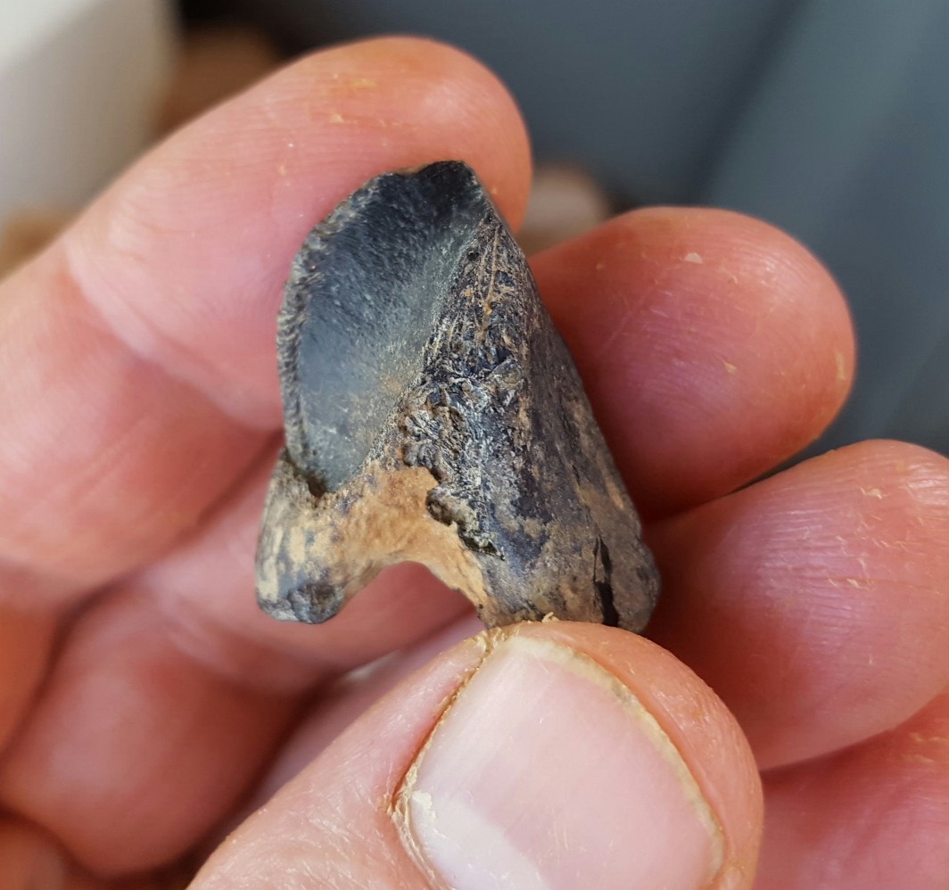 A fluke dinosaur tooth find could help us understand the history of North America