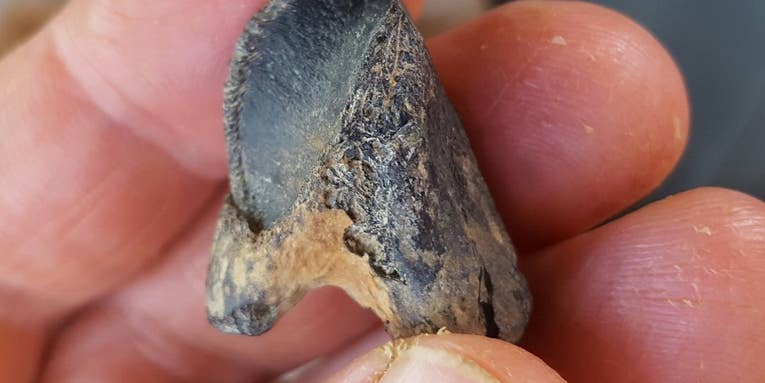 A fluke dinosaur tooth find could help us understand the history of North America