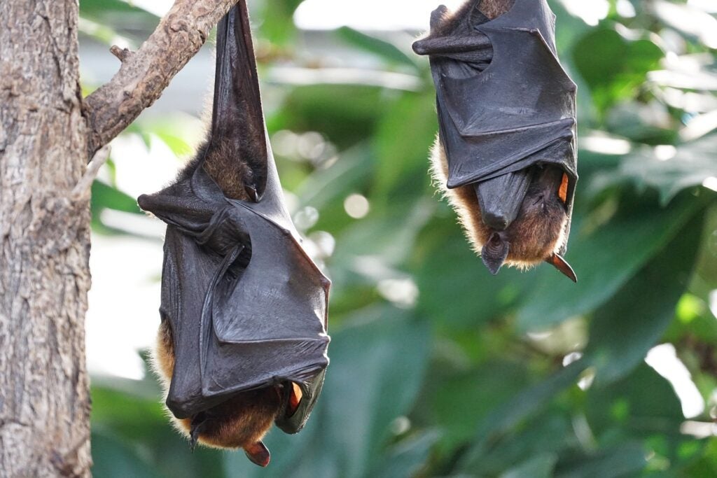 Sleeping bats.
