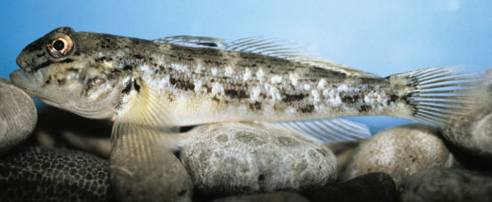 <strong>The Invasion:</strong> Eurasian container ships brought it to the Great Lakes in 1995. <strong>Bad Habits:</strong> Feeds on the eggs and young of lake trout, threatening an economically significant fishery.