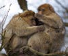 After a long, harsh winter, <a href="http://www.nature.com/news/buddies-help-monkeys-to-survive-tough-times-1.13274">scientists</a> that were previously studying Barbary macaques from the mountains of Morocco stumbled upon some interesting insight into what helps them survive. The 2008-2009 winter in particular hit the population hard, with increased snow cover blocking food sources and causing widespread starvation. As a result, out of 47 adults that were part of the previous study, only 17 survived that winter. When analyzing those 17 survivors, research suggested that the individuals that had the most social contact were more likely to survive. This may be attributed to having more huddle partners or more hands on deck to search for and share food. The catch? Survival was not necessarily impacted by how close those friendships were. To make it through the winter, the researchers found it came down to quantity, not quality.