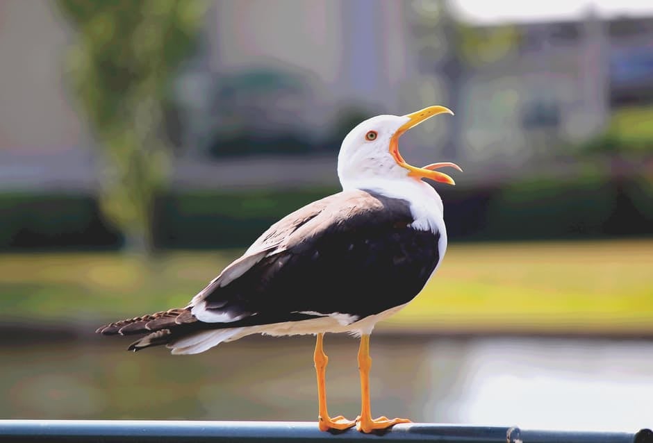 Squawking Seagull