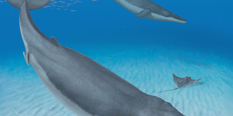 This ancient whale had teeth, but it still sucked food off the ocean floor