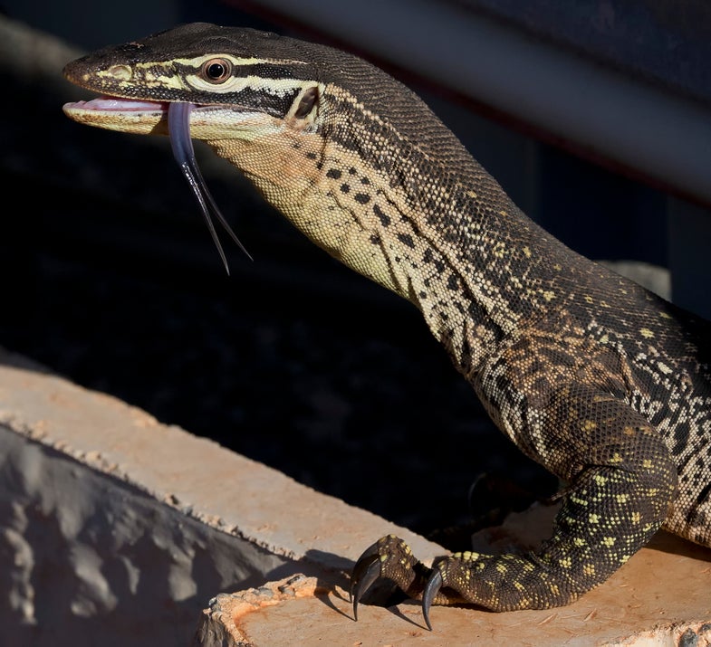 Researchers Train Wild Lizards To Avoid Eating Toxic Toads