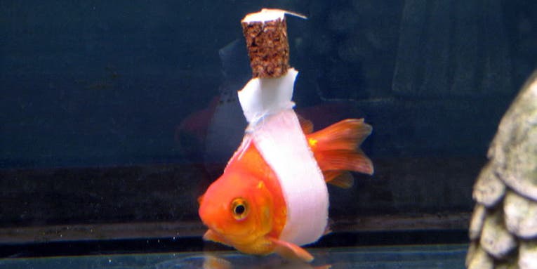 How To Fix A Goldfish