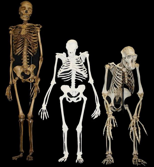 Human Ancestor Reconstructed, Halfway Between Chimp And Human