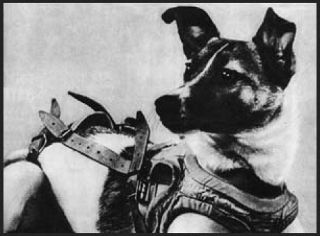 Laika, a Russian mutt, was the first animal to orbit the Earth. She did not survive the journey, but died a hero.