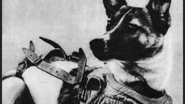 60 years ago today, a Soviet street dog became the first animal to orbit Earth