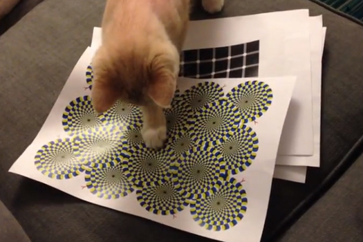 Watch This Cat Play With An Optical Illusion [Video]