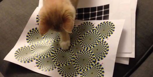 Watch This Cat Play With An Optical Illusion [Video]