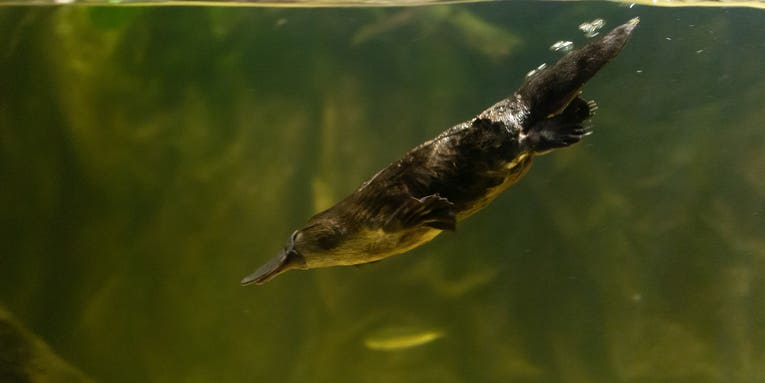 Platypus milk might save us from bacterial infections, and that’s not even the best thing about them