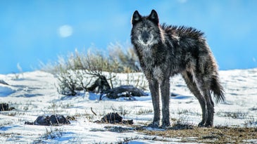 No longer lone, an adopted member of the Phantom Springs wolf pack stands tall in Grand Teton National Park. After an absence of about 70 years, wolves returned to the park in 1998, moving down from Y