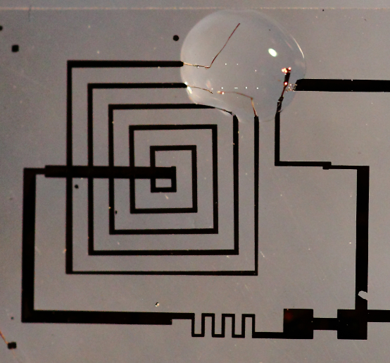 A resorbable electronic circuit is shown in its first phases of dissolution.