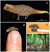 Although the four new species are similar in appearance, a genetic analysis showed they are distinct species.