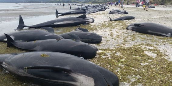 How New Zealand is avoiding hundreds of exploding whale corpses