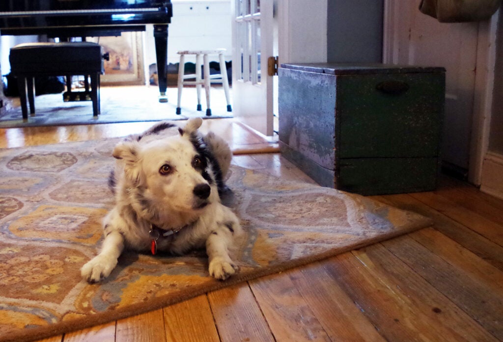 alert dog lying on a carpet
