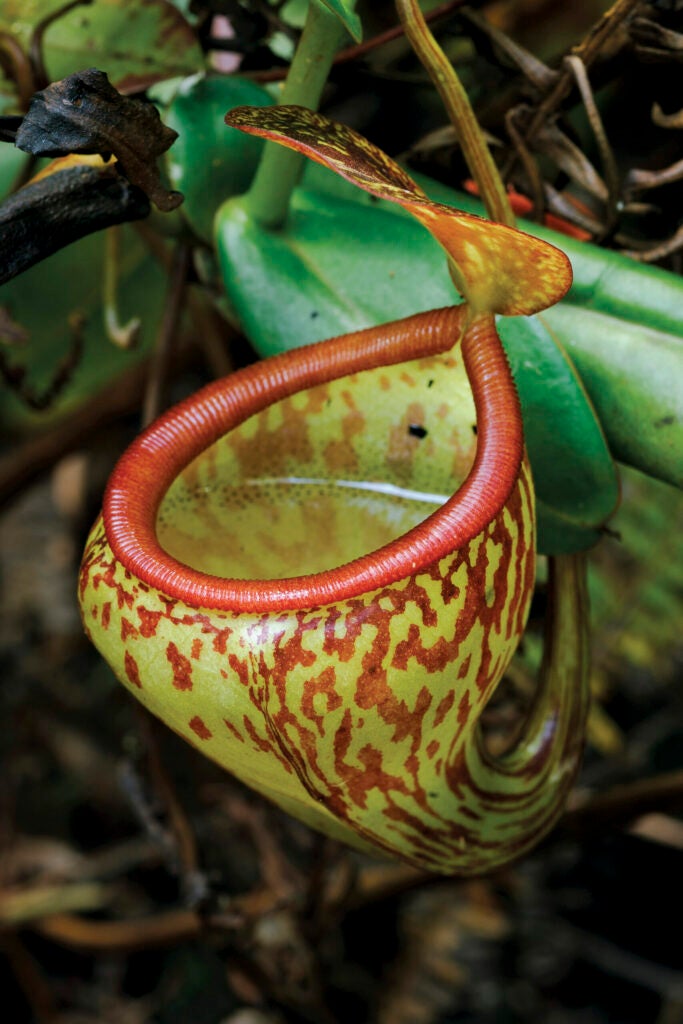 Nepenthes pitopangii