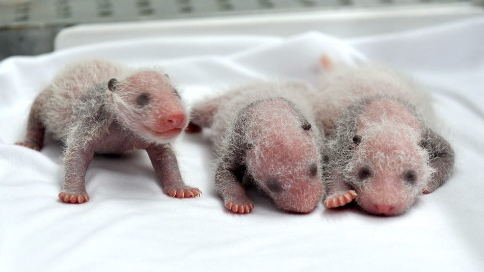 Adorable Panda Babies And Other Amazing Images Of The Week