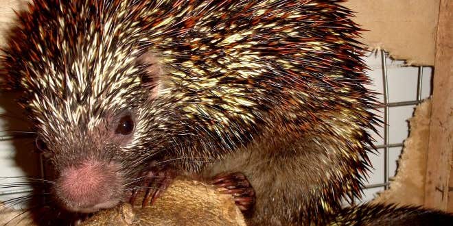 New Species Of Brazilian Porcupine Found, Has Very Cool Rubbery Nose