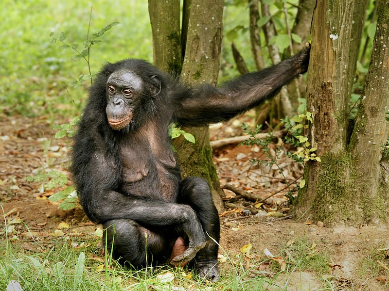 The common chimpanzee is often held up as the most intelligent non-human primate--well, really, the most intelligent non-human animal--on the planet. But that ignores the brilliance of the common chimp's close relative: the bonobo. Kanzi is probably the best-known bonobo in the world; now in her early 30s, Kanzi has exhibited the most linguistic abilities of any bonobo in history. Among her accomplishments are mastering Pac-Man, figuring out that toasting marshmallows over a fire is delicious, learning to communicate with both lexigrams and American Sign Language, and attempting to communicate vocally (although this is mostly incomprehensible, as bonobo vocal cords are very different from our own).