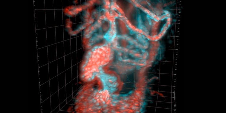 6 Amazing Videos From The Olympus Microscopy Competition