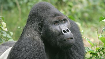 Bad News: Gorillas Are Now Critically Endangered