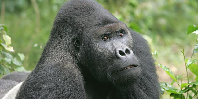 Bad News: Gorillas Are Now Critically Endangered