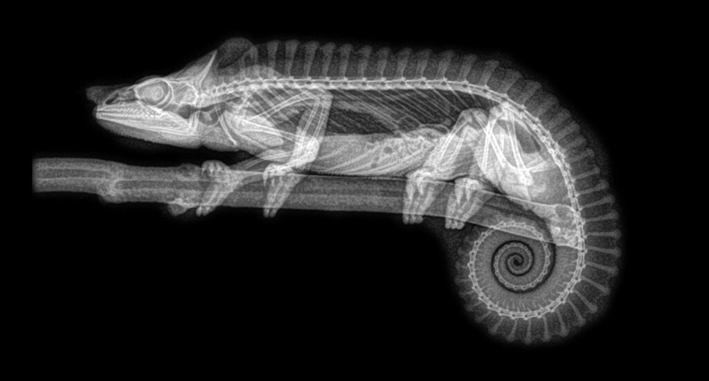 X-ray of a chameleon's skeleton from the side, with tail curled in a perfect spiral.