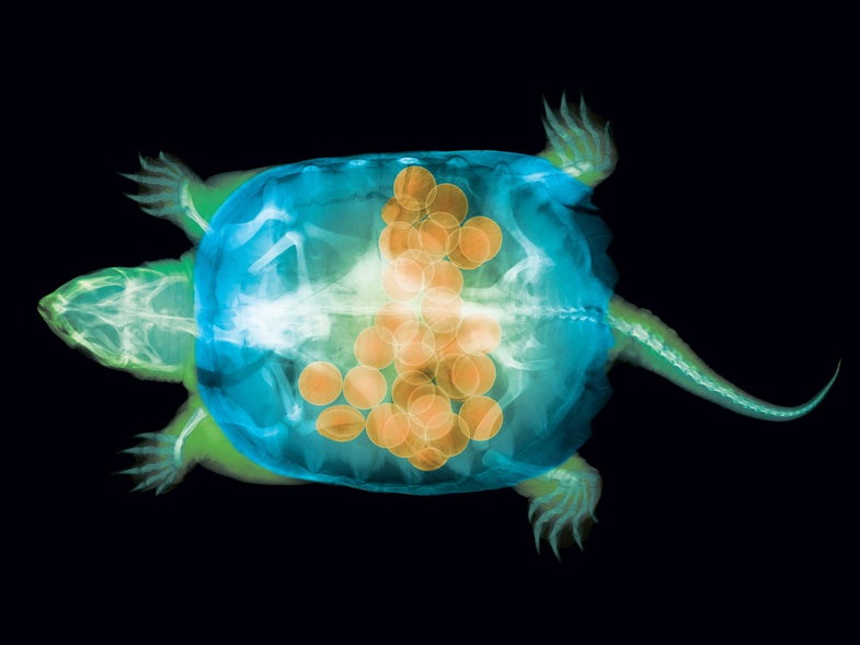 While X-raying a snapping turtle, Ted Kinsman was surprised to see it had dozens of eggs inside. [<a href="https://www.popsci.com/false-color-x-ray-snapping-turtle/">Read more</a>]