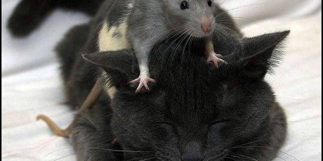 Rat Brain Modelers Denounce IBM’s Cat Brain Simulation as “Shameful and Unethical” Hoax