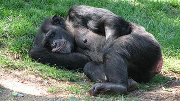Chimps Can Catch Yawns Too