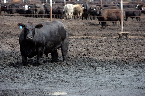 <strong>Manure</strong><br />
Forget corn. This year, new facilities in Iowa and California will begin producing energy from methane given off by livestock manure.--Kate Pickert