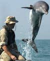 The <a href="http://www.public.navy.mil/spawar/Pacific/71500/Pages/default.aspx">U.S. Navy Marine Mammal Program</a> (NMMP), based in San Diego, CA, began in 1960 when the military examined the Pacific White-sided Dolphin, trying to figure out the secret to its hydrodynamic body with the aim of improving torpedo performance. (Given 1960s technology, the NMMP never managed to solve the puzzle.) That later expanded to other marine mammals of the Pacific, especially other dolphins and California sea lions, which led to the discovery that these animals are not only trainable but fairly reliable even while untethered in the open ocean. NMMP has been a controversial program, but the Navy insists that the program complies with all available statutes, including the Marine Mammal Protection Act and the Animal Welfare Act. The NMMP also states that, despite rumors, marine mammals have never and will never be used as weapons themselves. No attack dolphins. So what does the NMMP do now? Dolphins are used as undersea mine detectors, even finding more than 100 in the Persian Gulf during the Iraq War in 2003. Dolphins and sea lions are used as sentries to find and alert the military to unauthorized swimmers and divers, and sea lions are used to retrieve objects from the ocean depths (at this they outperform human and robotic swimmers by a fair margin).