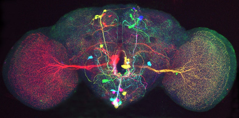 Harvard Researchers Illuminate Connections Among Brain Cells in Technicolor