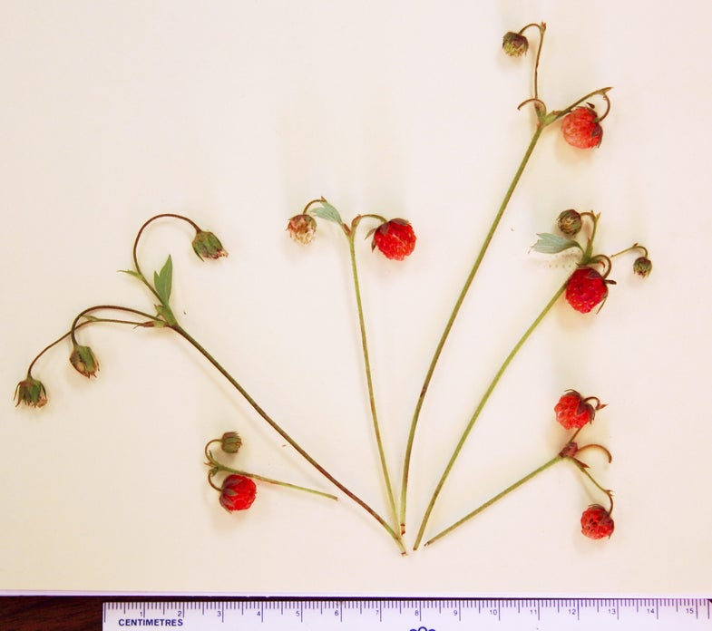New Wild Strawberry Species Discovered