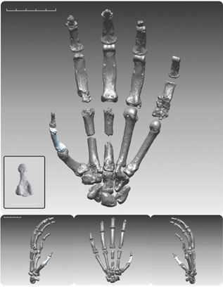 A digitally rendered composite image of Ardi's hand.